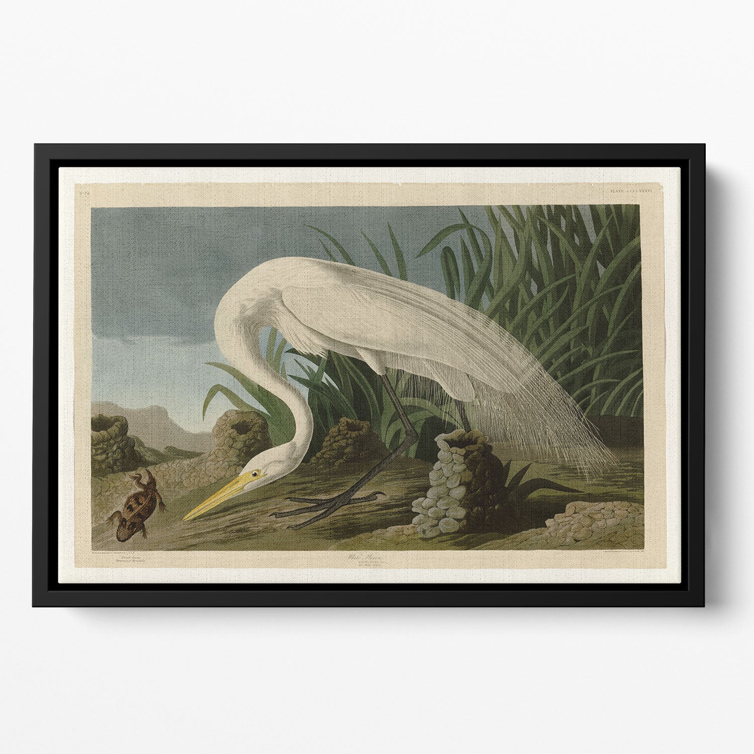 White Heron by Audubon Floating Framed Canvas