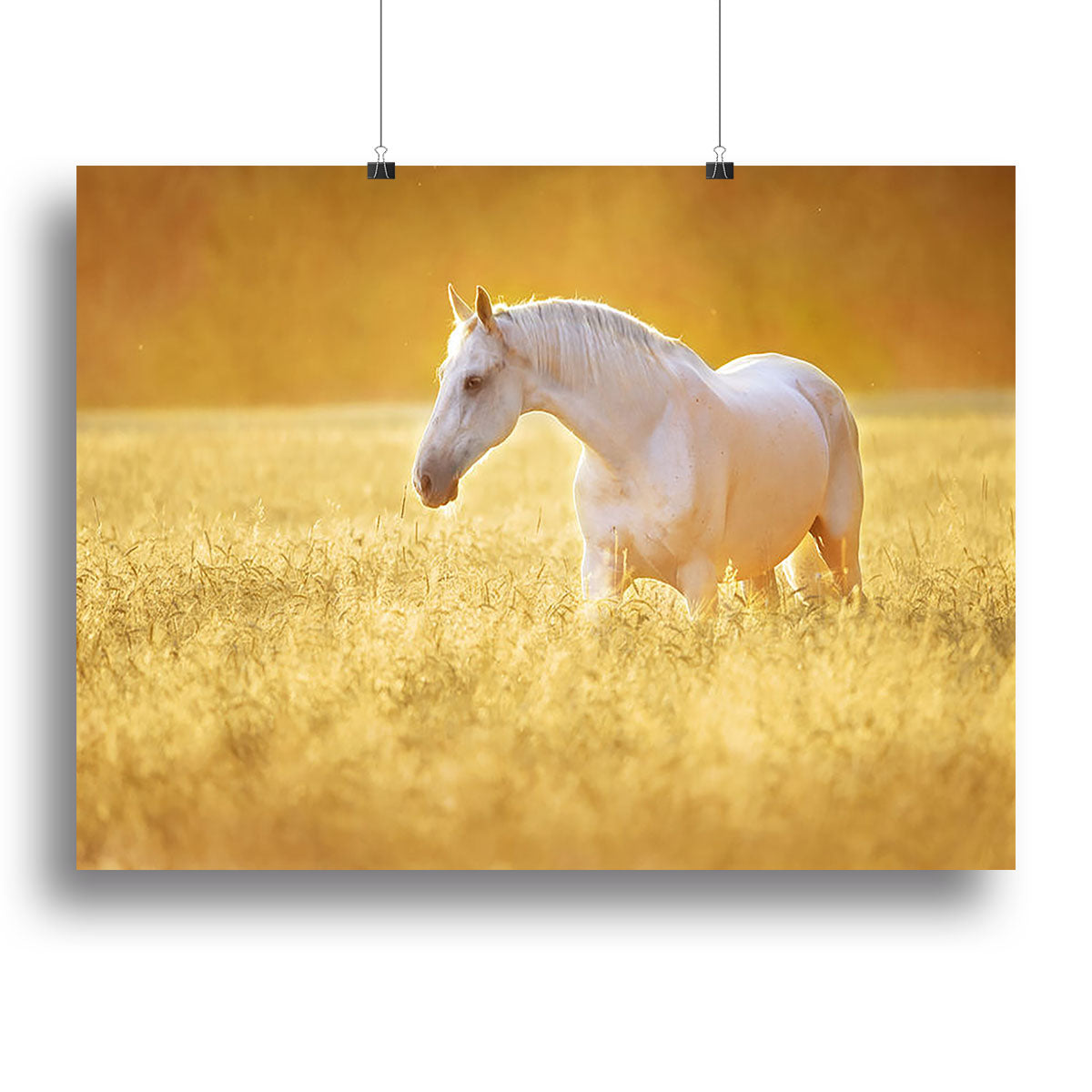 White Orlov trotter horse in rye Canvas Print or Poster - Canvas Art Rocks - 2