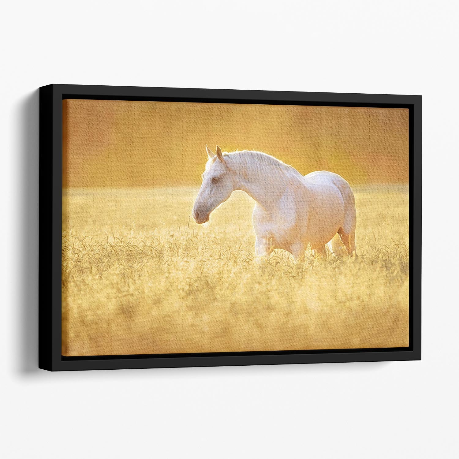 White Orlov trotter horse in rye Floating Framed Canvas - Canvas Art Rocks - 1