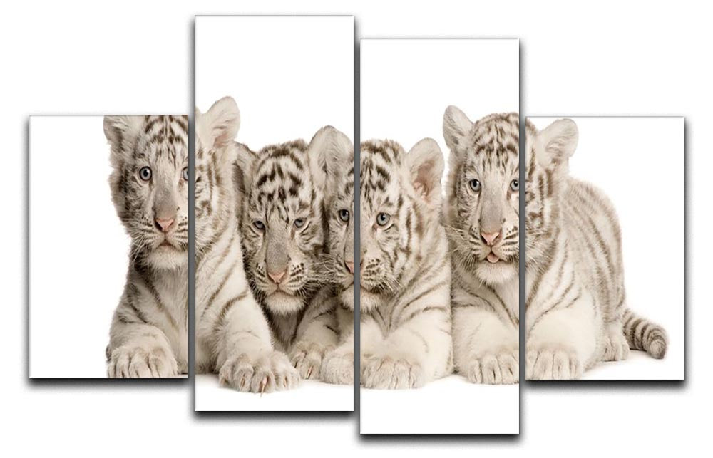 White Tiger cubs 2 months 4 Split Panel Canvas - Canvas Art Rocks - 1