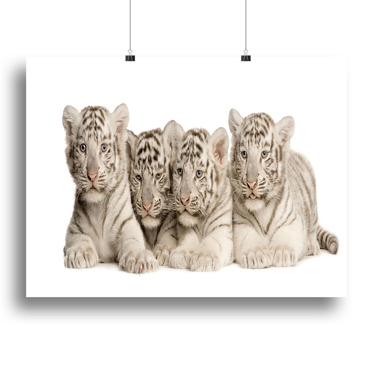 White Tiger cubs 2 months Canvas Print or Poster - Canvas Art Rocks - 2