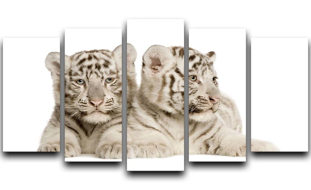 White Tiger cubs 5 Split Panel Canvas - Canvas Art Rocks - 1
