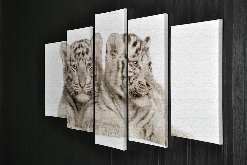 White Tiger cubs 5 Split Panel Canvas - Canvas Art Rocks - 2