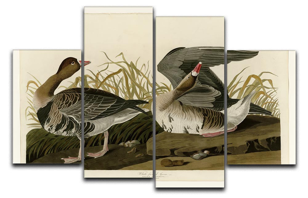 White fronted Goose by Audubon 4 Split Panel Canvas - Canvas Art Rocks - 1