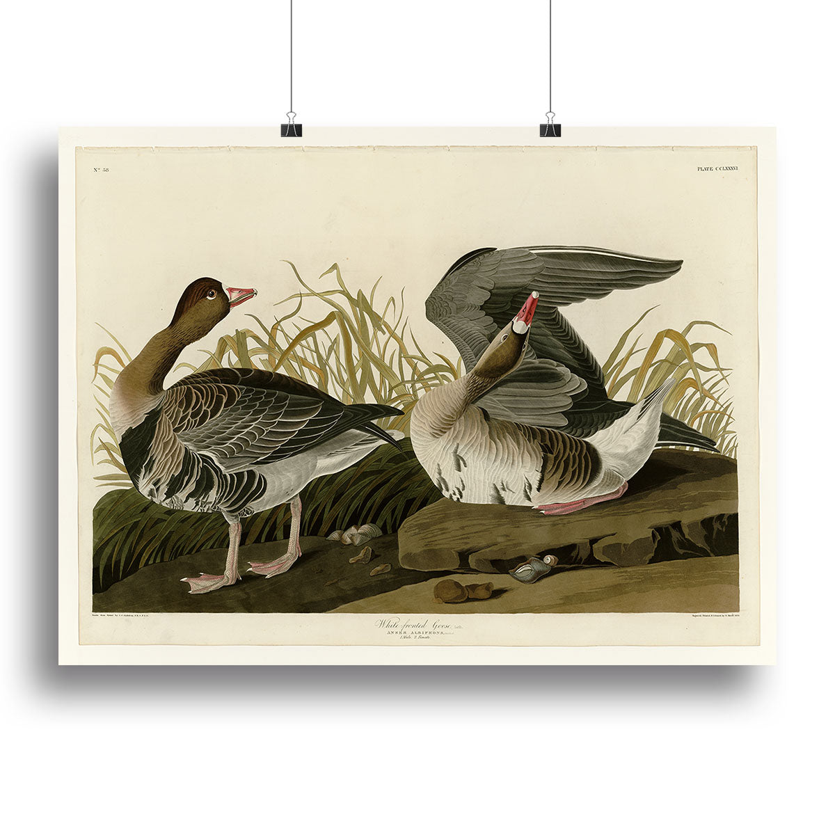 White fronted Goose by Audubon Canvas Print or Poster - Canvas Art Rocks - 2