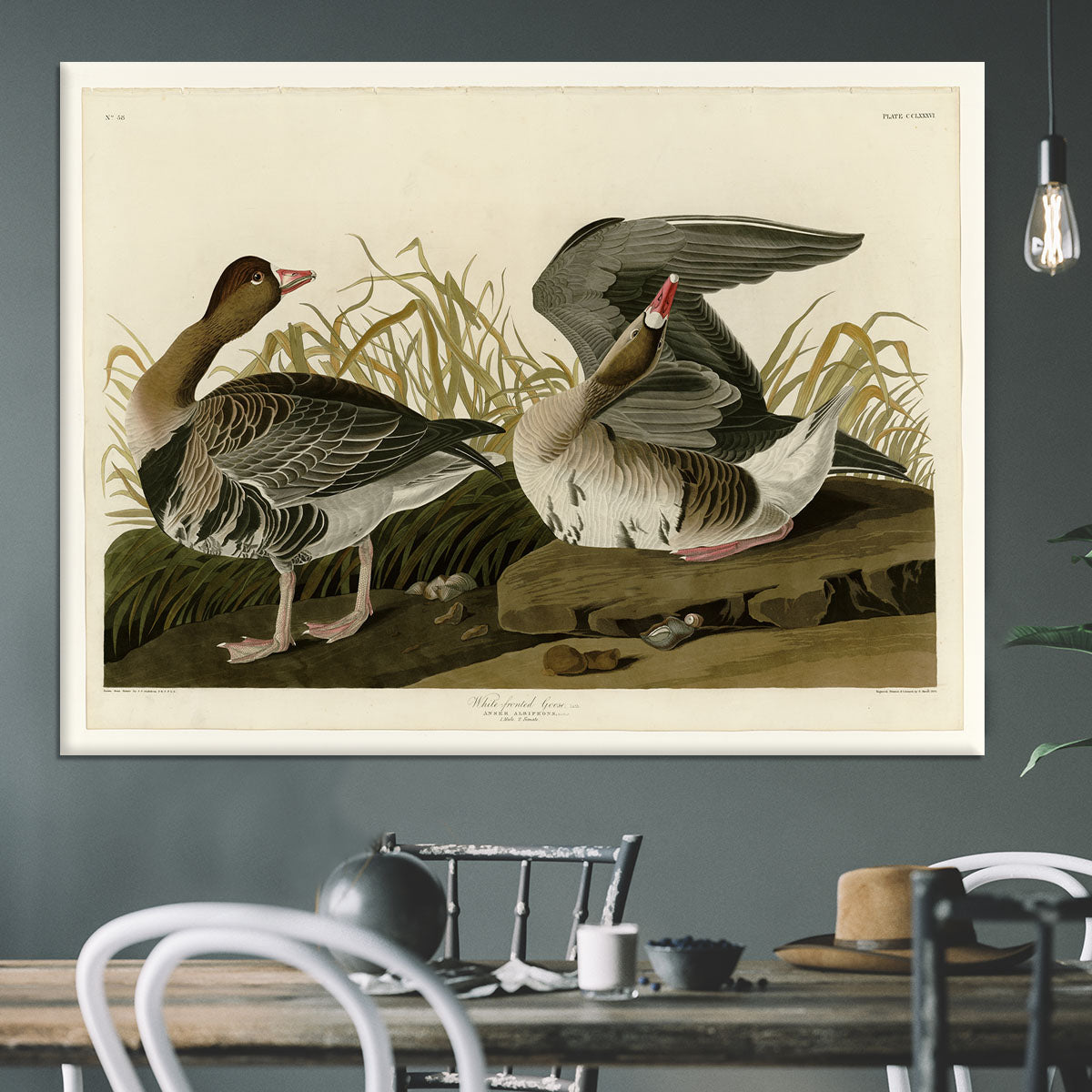 White fronted Goose by Audubon Canvas Print or Poster - Canvas Art Rocks - 3