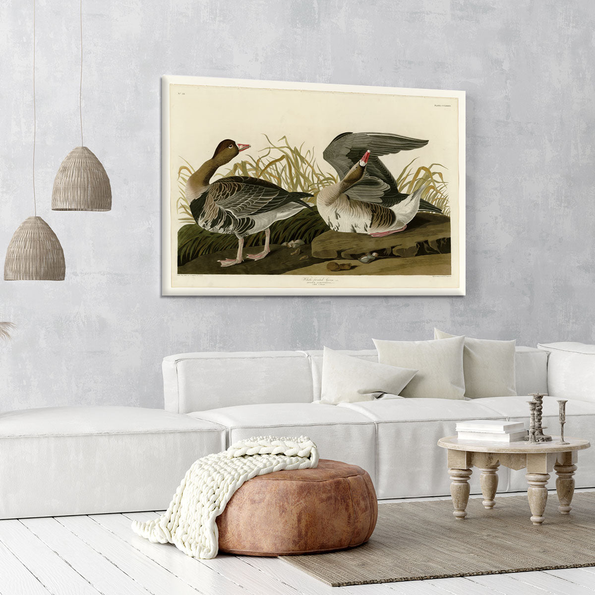 White fronted Goose by Audubon Canvas Print or Poster - Canvas Art Rocks - 6