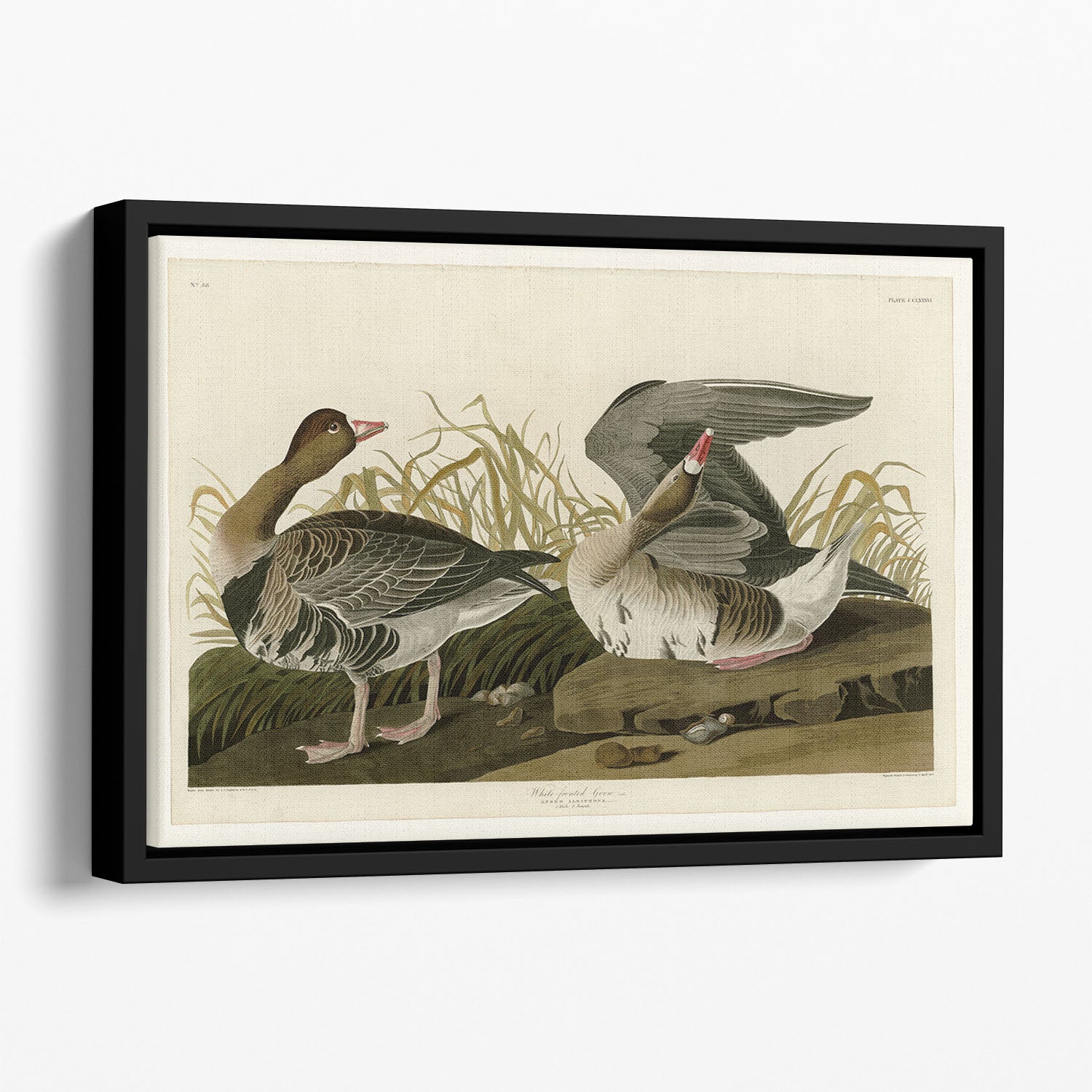 White fronted Goose by Audubon Floating Framed Canvas
