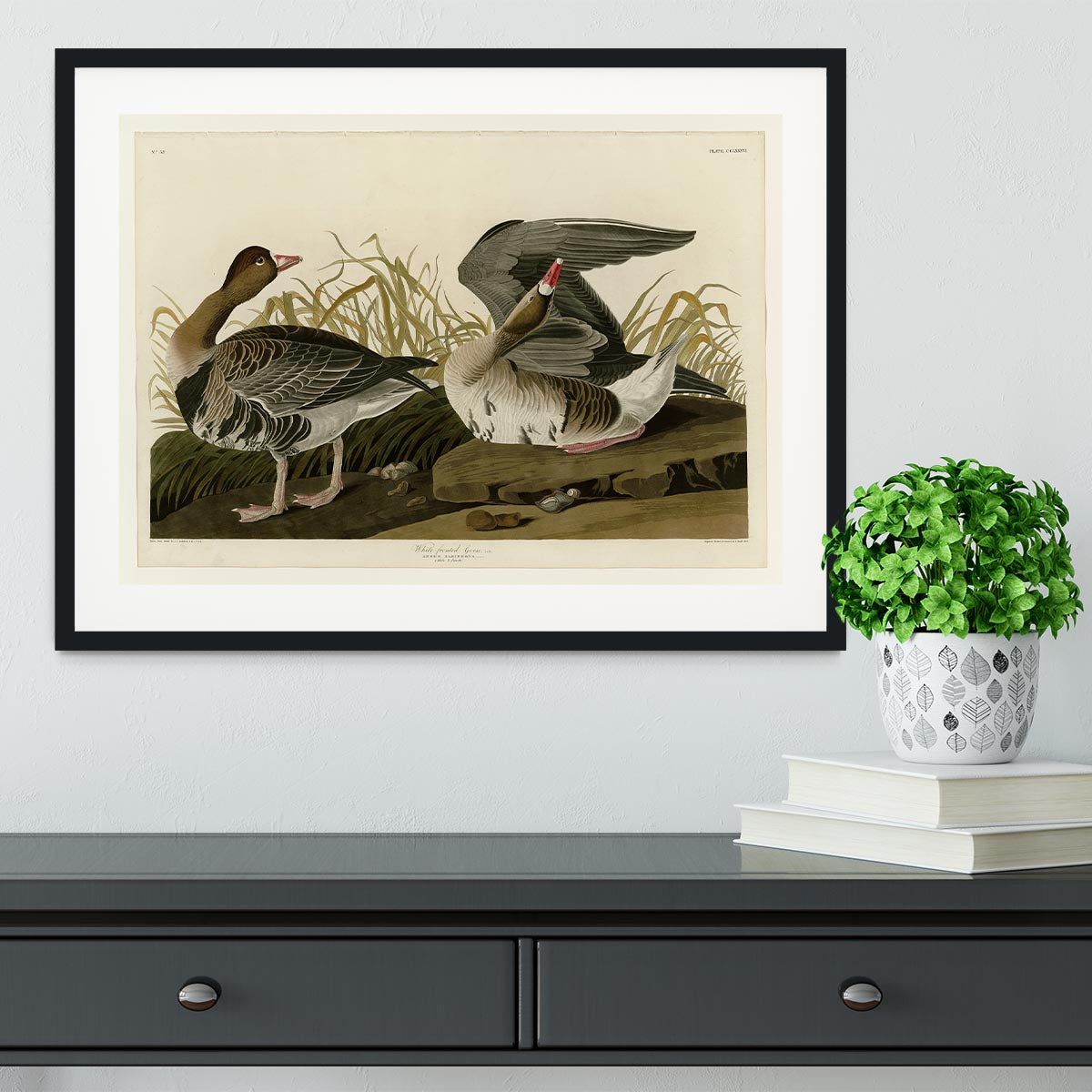 White fronted Goose by Audubon Framed Print - Canvas Art Rocks - 1