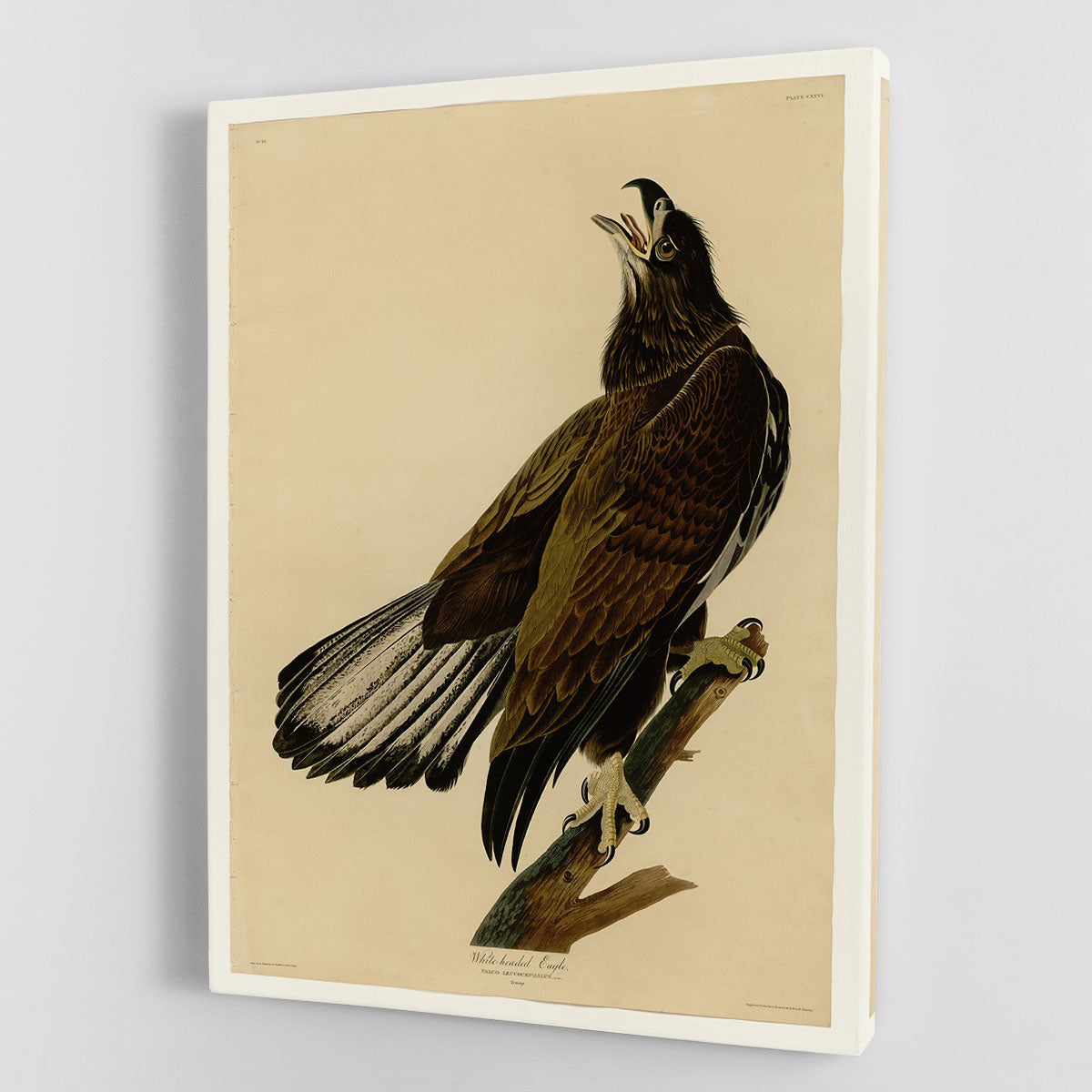 White headed Eagle 2 by Audubon Canvas Print or Poster - Canvas Art Rocks - 1