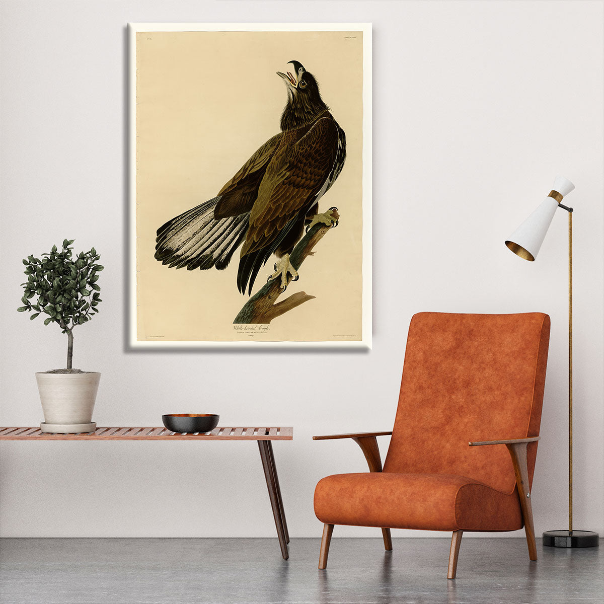 White headed Eagle 2 by Audubon Canvas Print or Poster - Canvas Art Rocks - 6