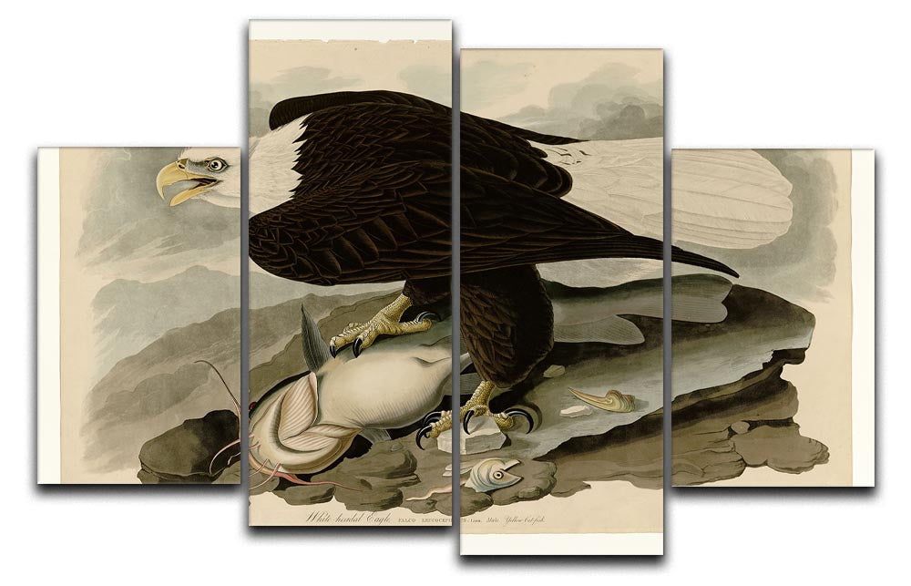 White headed Eagle by Audubon 4 Split Panel Canvas - Canvas Art Rocks - 1