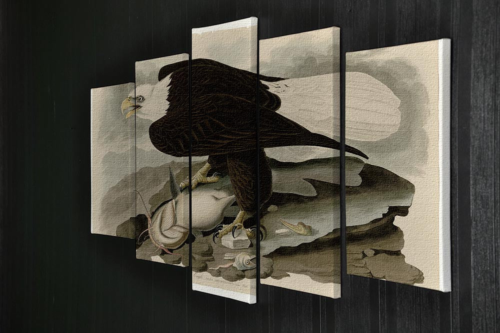 White headed Eagle by Audubon 5 Split Panel Canvas - Canvas Art Rocks - 2