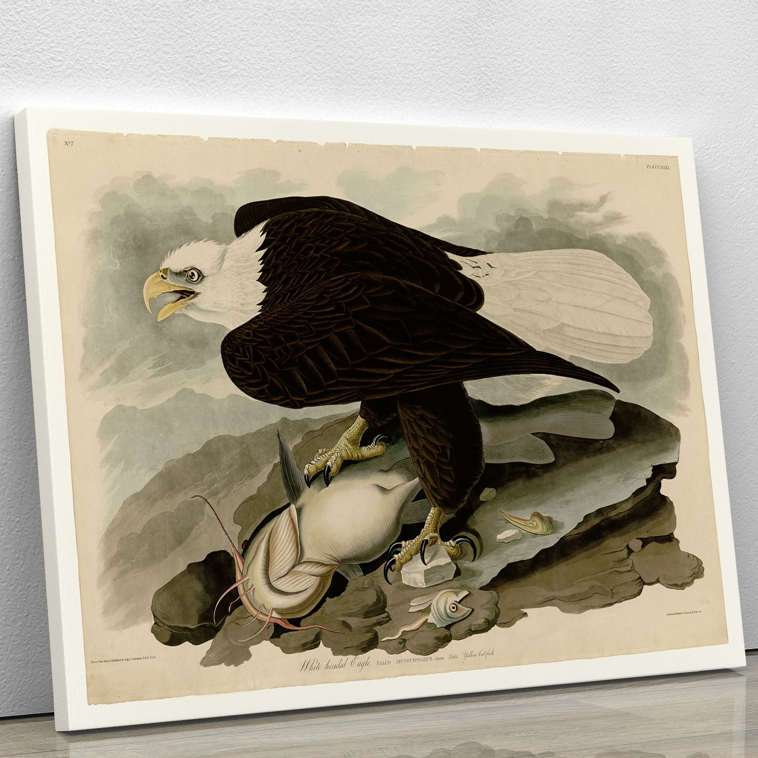 White headed Eagle by Audubon Canvas Print or Poster - Canvas Art Rocks - 1