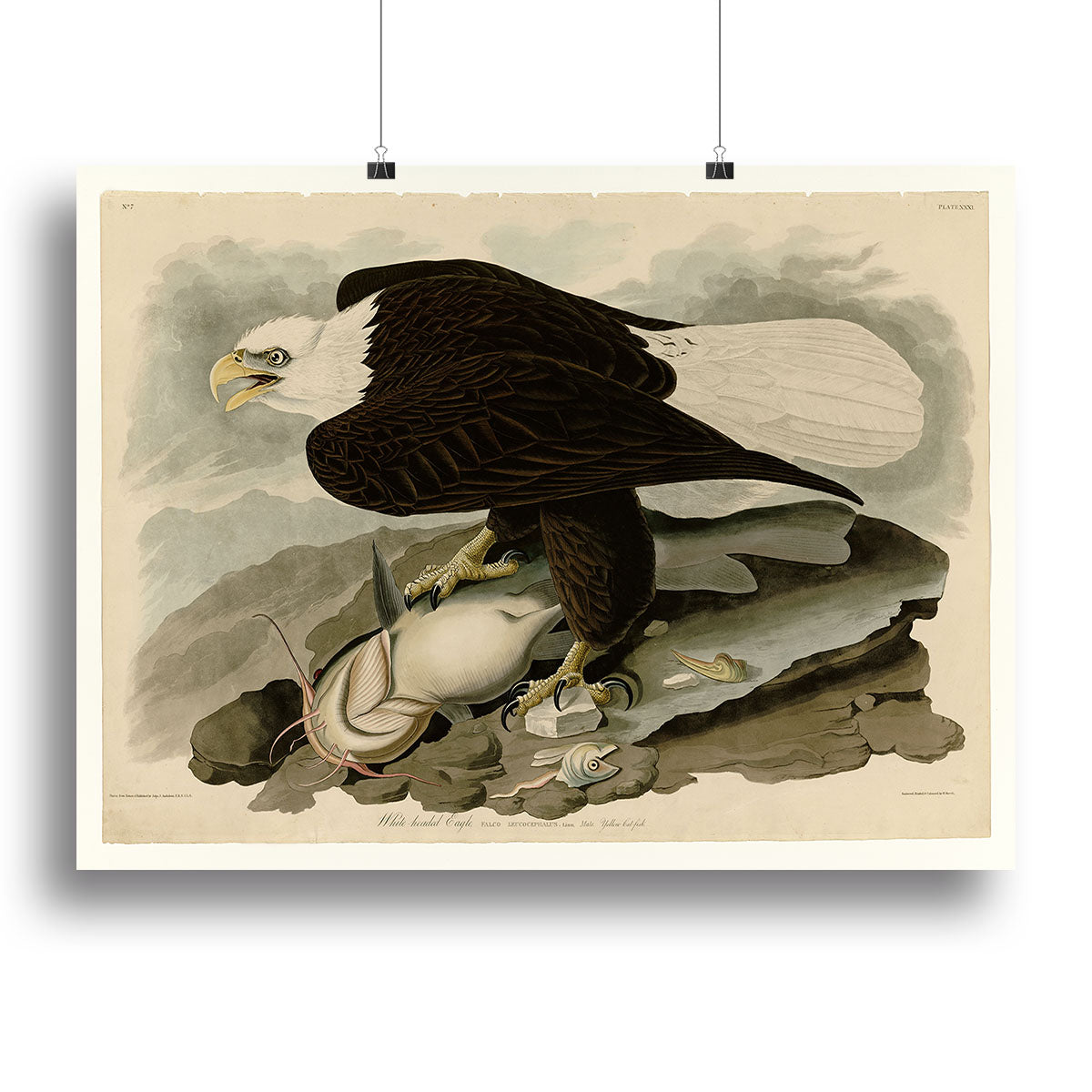 White headed Eagle by Audubon Canvas Print or Poster - Canvas Art Rocks - 2