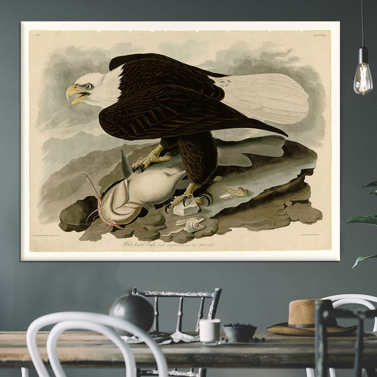 White headed Eagle by Audubon Canvas Print or Poster - Canvas Art Rocks - 3
