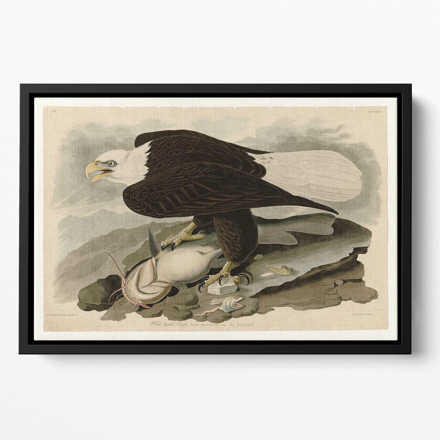 White headed Eagle by Audubon Floating Framed Canvas