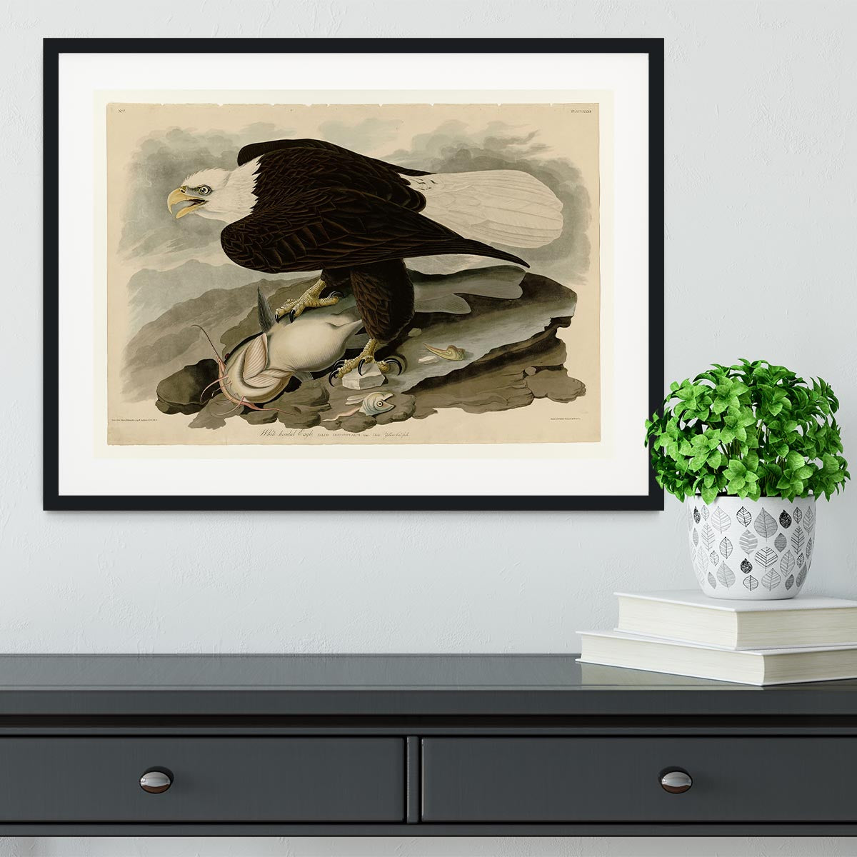 White headed Eagle by Audubon Framed Print - Canvas Art Rocks - 1
