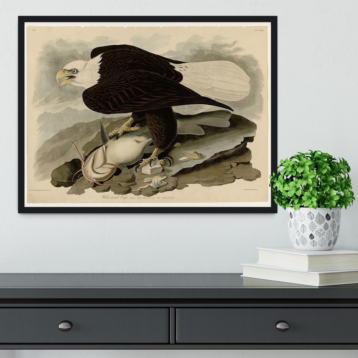 White headed Eagle by Audubon Framed Print - Canvas Art Rocks - 2