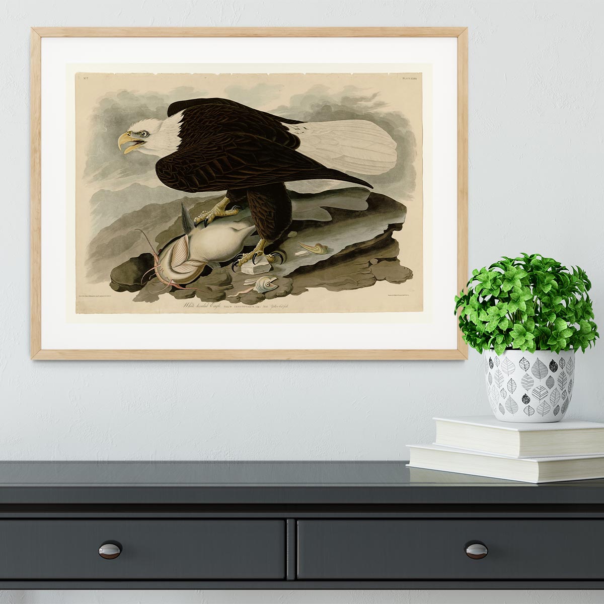 White headed Eagle by Audubon Framed Print - Canvas Art Rocks - 3