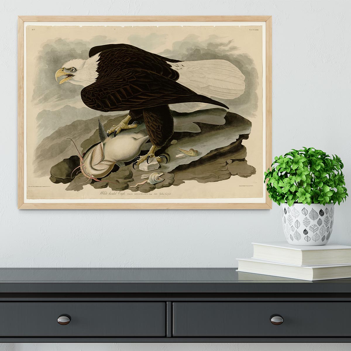 White headed Eagle by Audubon Framed Print - Canvas Art Rocks - 4