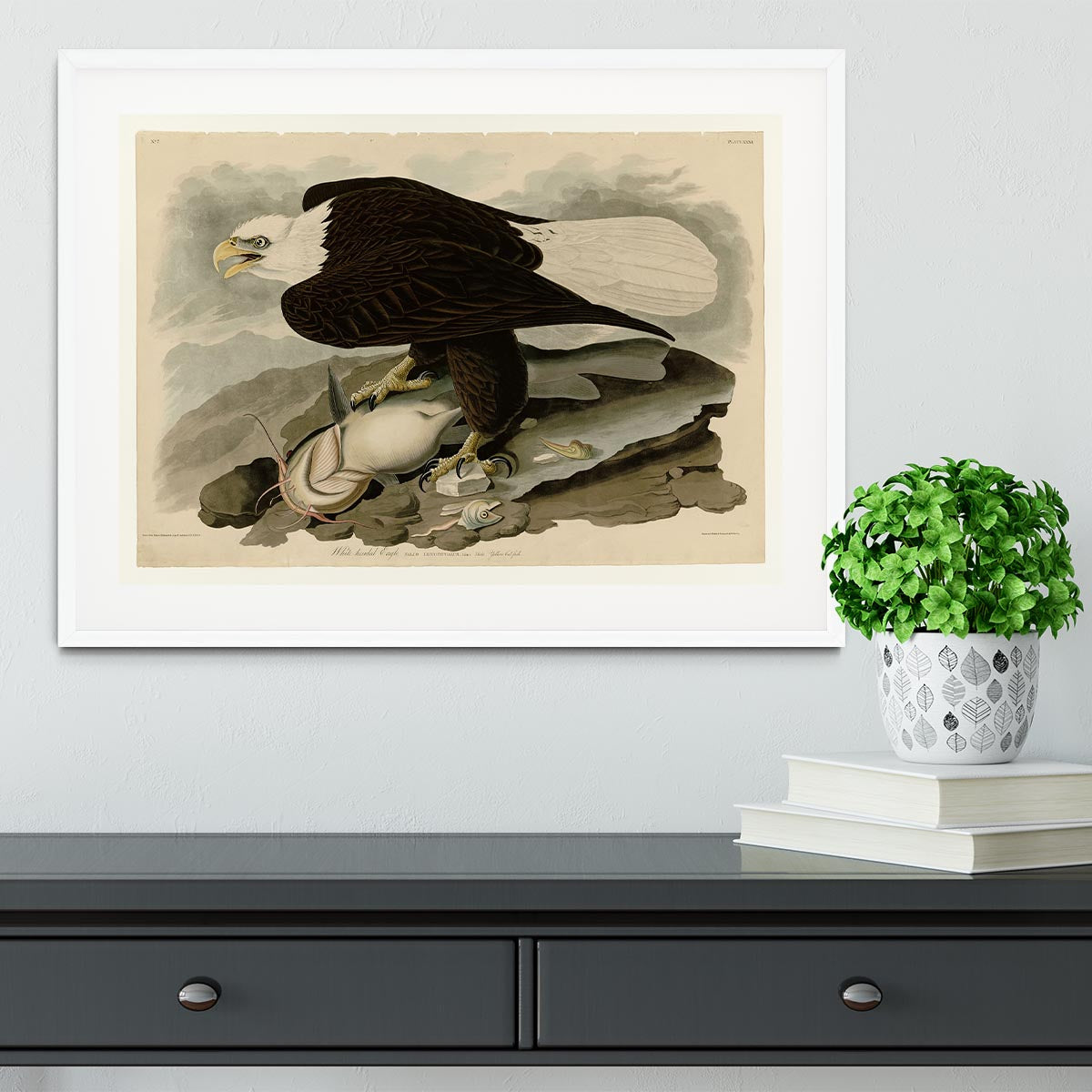White headed Eagle by Audubon Framed Print - Canvas Art Rocks - 5