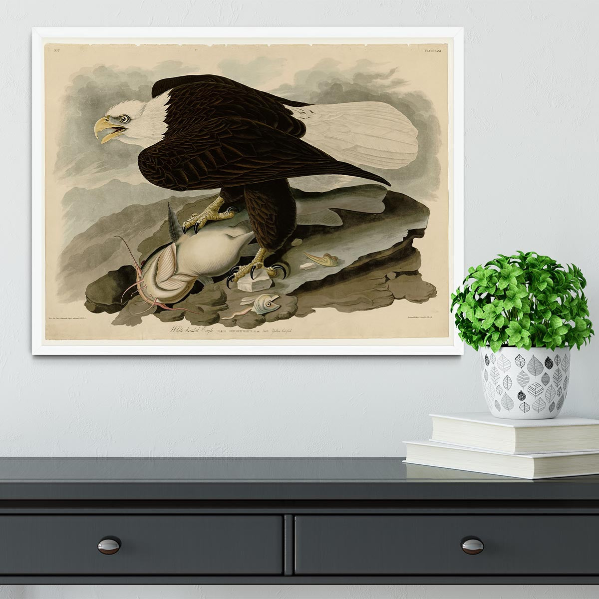 White headed Eagle by Audubon Framed Print - Canvas Art Rocks -6