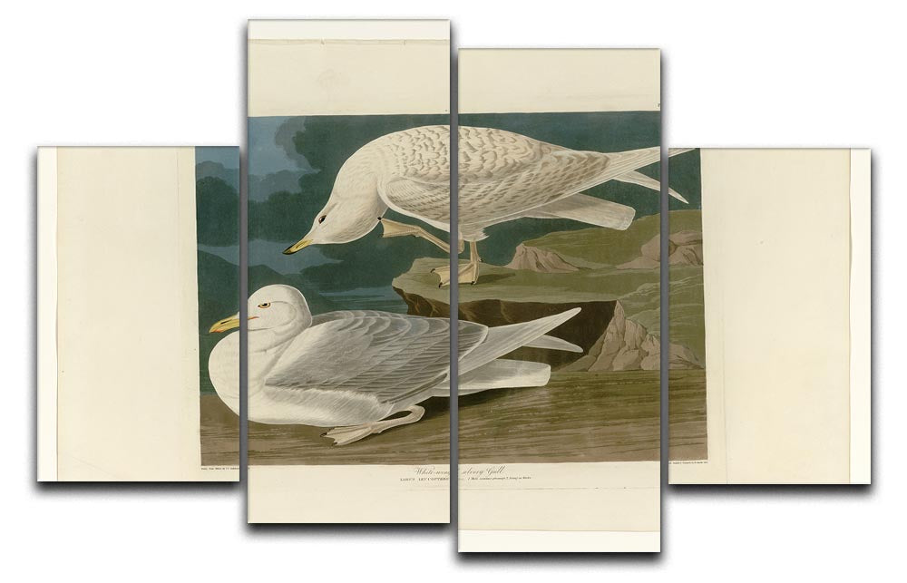 White winged silvery Gull by Audubon 4 Split Panel Canvas - Canvas Art Rocks - 1