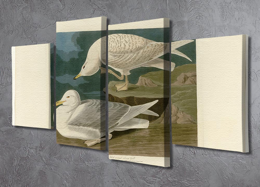 White winged silvery Gull by Audubon 4 Split Panel Canvas - Canvas Art Rocks - 2