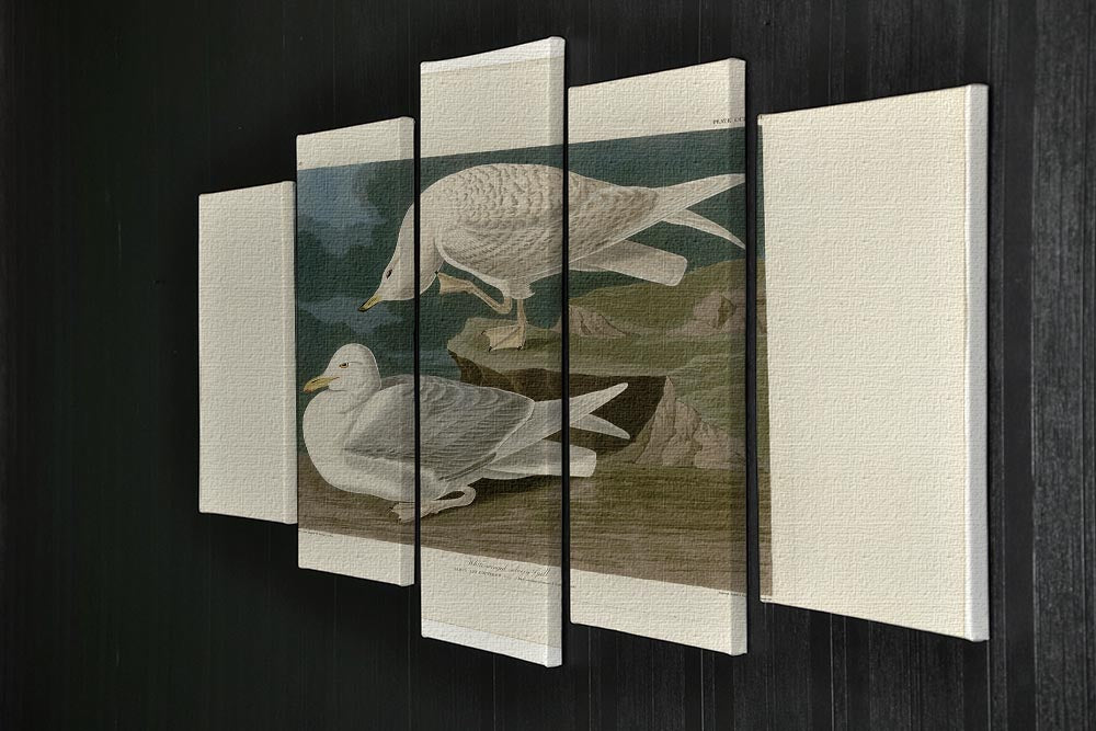 White winged silvery Gull by Audubon 5 Split Panel Canvas - Canvas Art Rocks - 2