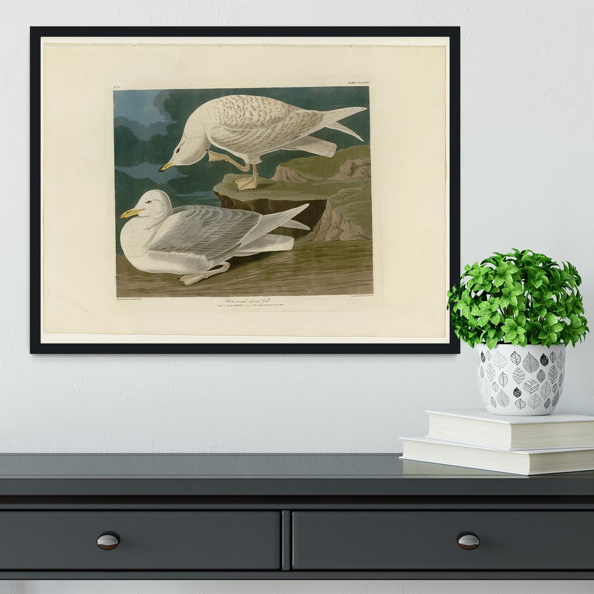 White winged silvery Gull by Audubon Framed Print - Canvas Art Rocks - 2