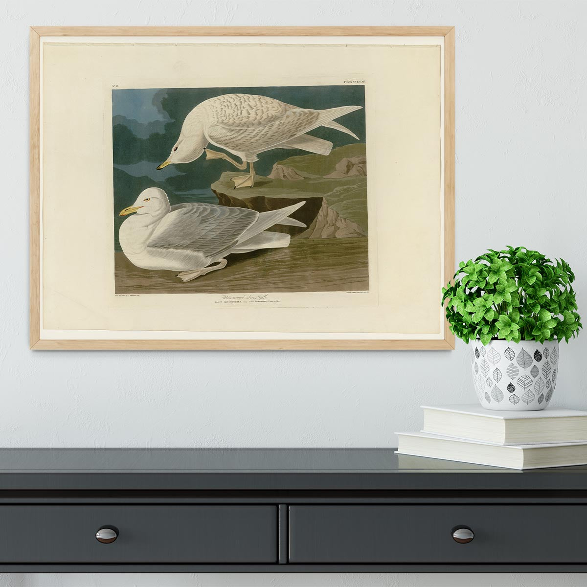 White winged silvery Gull by Audubon Framed Print - Canvas Art Rocks - 4