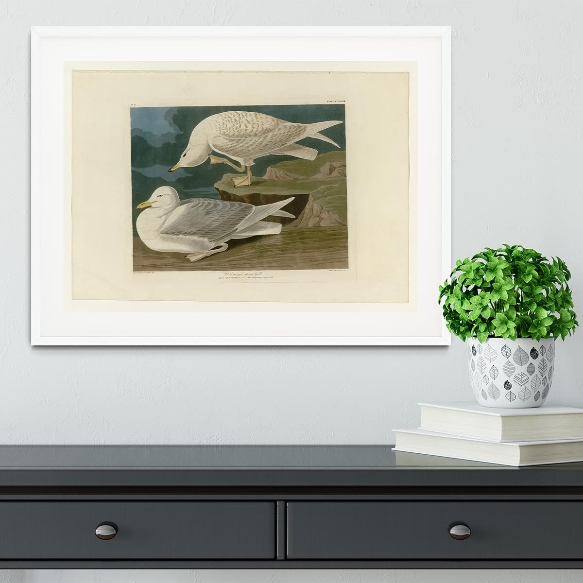White winged silvery Gull by Audubon Framed Print - Canvas Art Rocks - 5