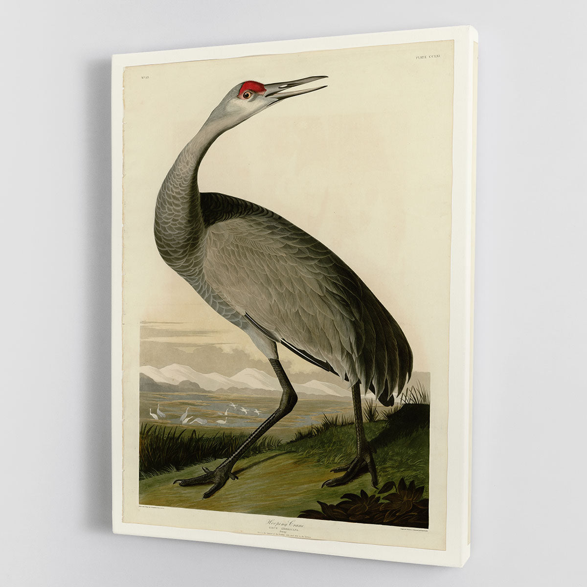 Whooping Crane by Audubon Canvas Print or Poster - Canvas Art Rocks - 1
