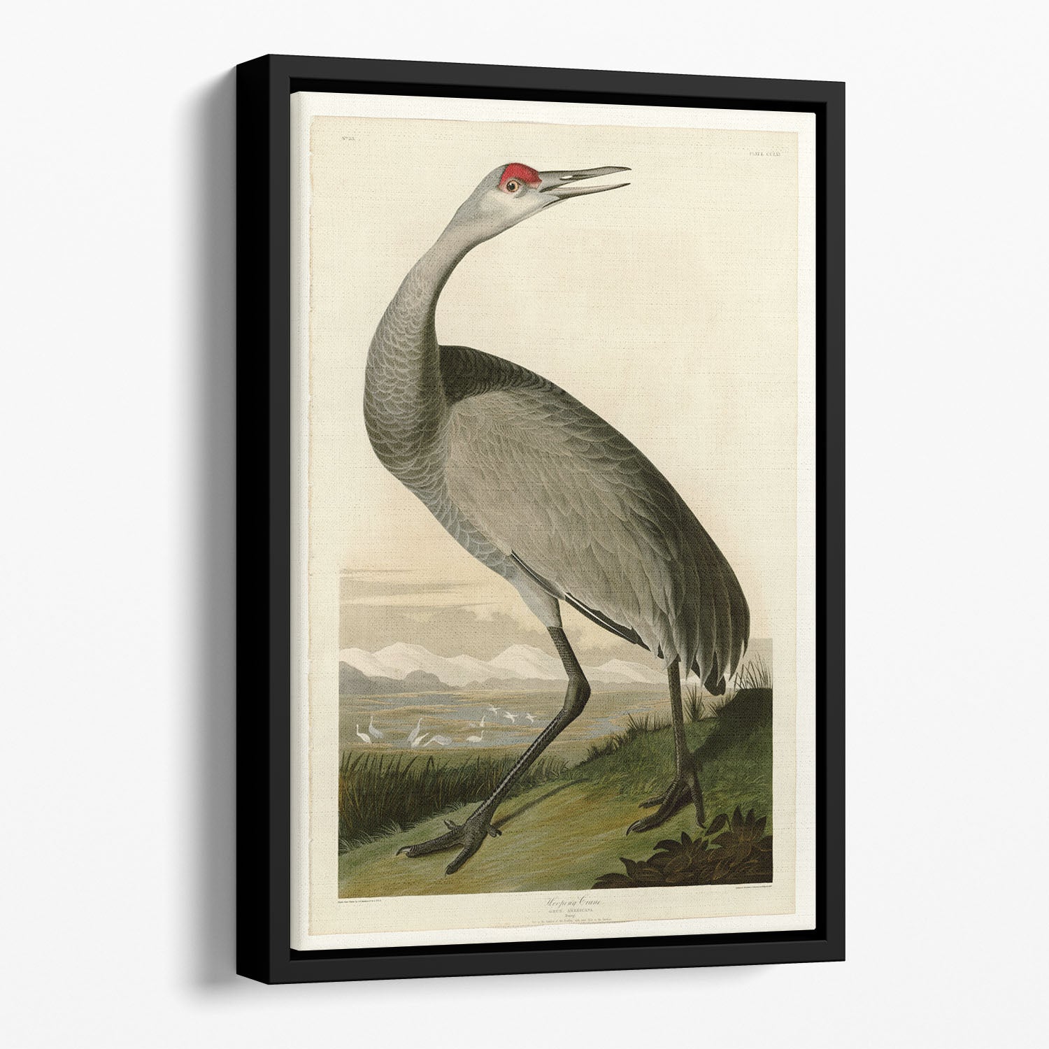 Whooping Crane by Audubon Floating Framed Canvas