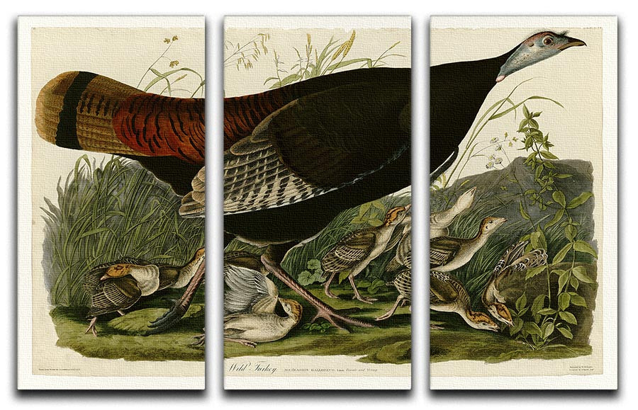 Wild Turkey 2 by Audubon 3 Split Panel Canvas Print - Canvas Art Rocks - 1