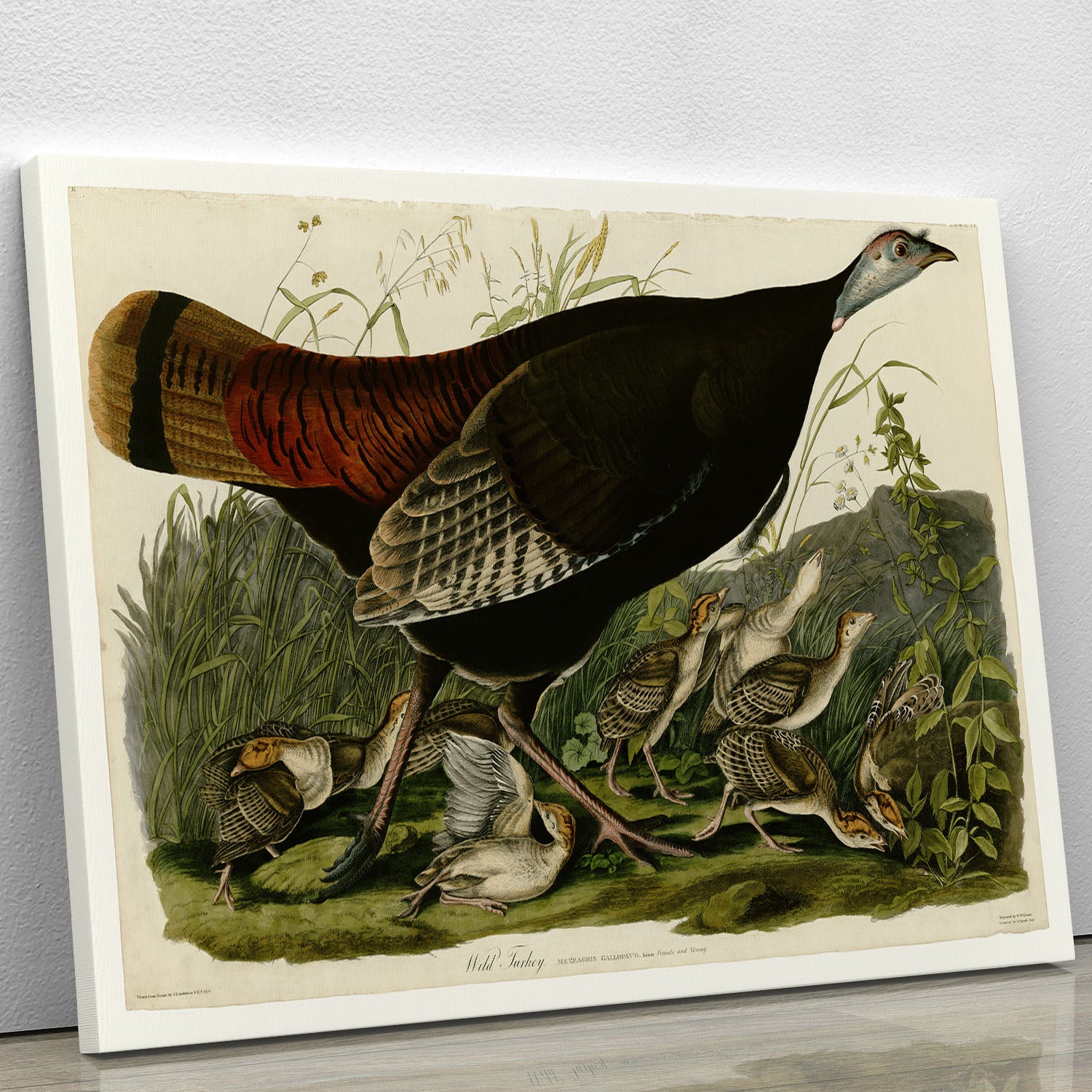 Wild Turkey 2 by Audubon Canvas Print or Poster - Canvas Art Rocks - 1