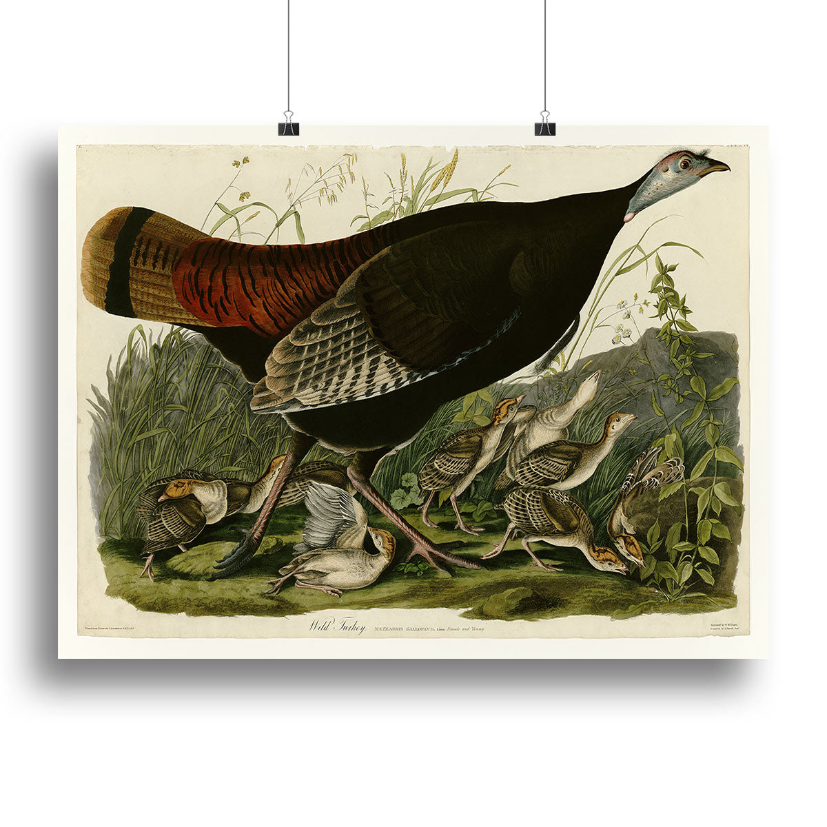 Wild Turkey 2 by Audubon Canvas Print or Poster - Canvas Art Rocks - 2