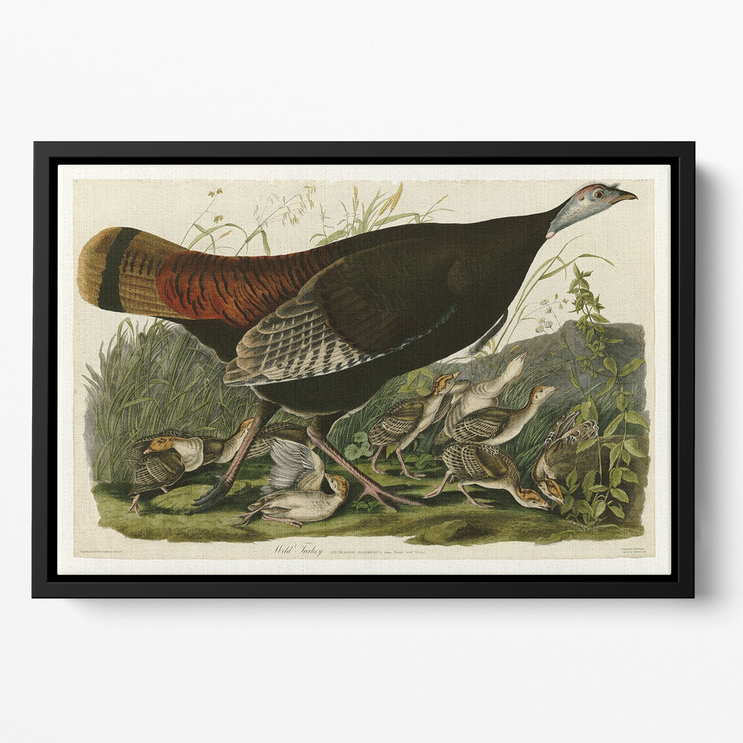 Wild Turkey 2 by Audubon Floating Framed Canvas