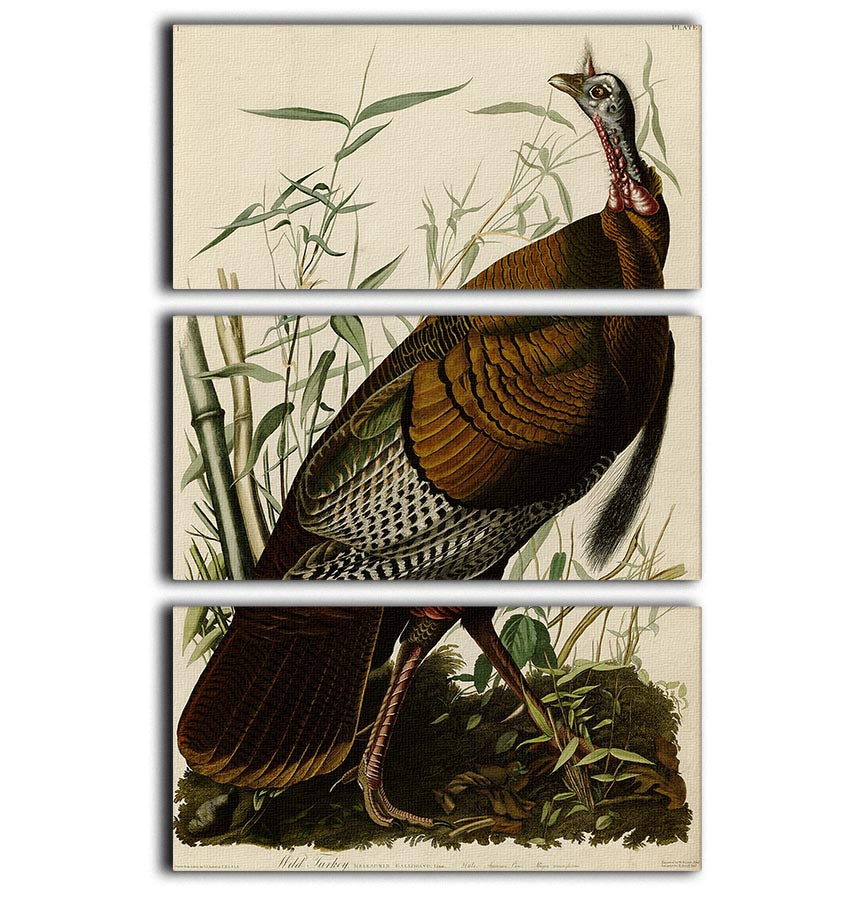 Wild Turkey by Audubon 3 Split Panel Canvas Print - Canvas Art Rocks - 1