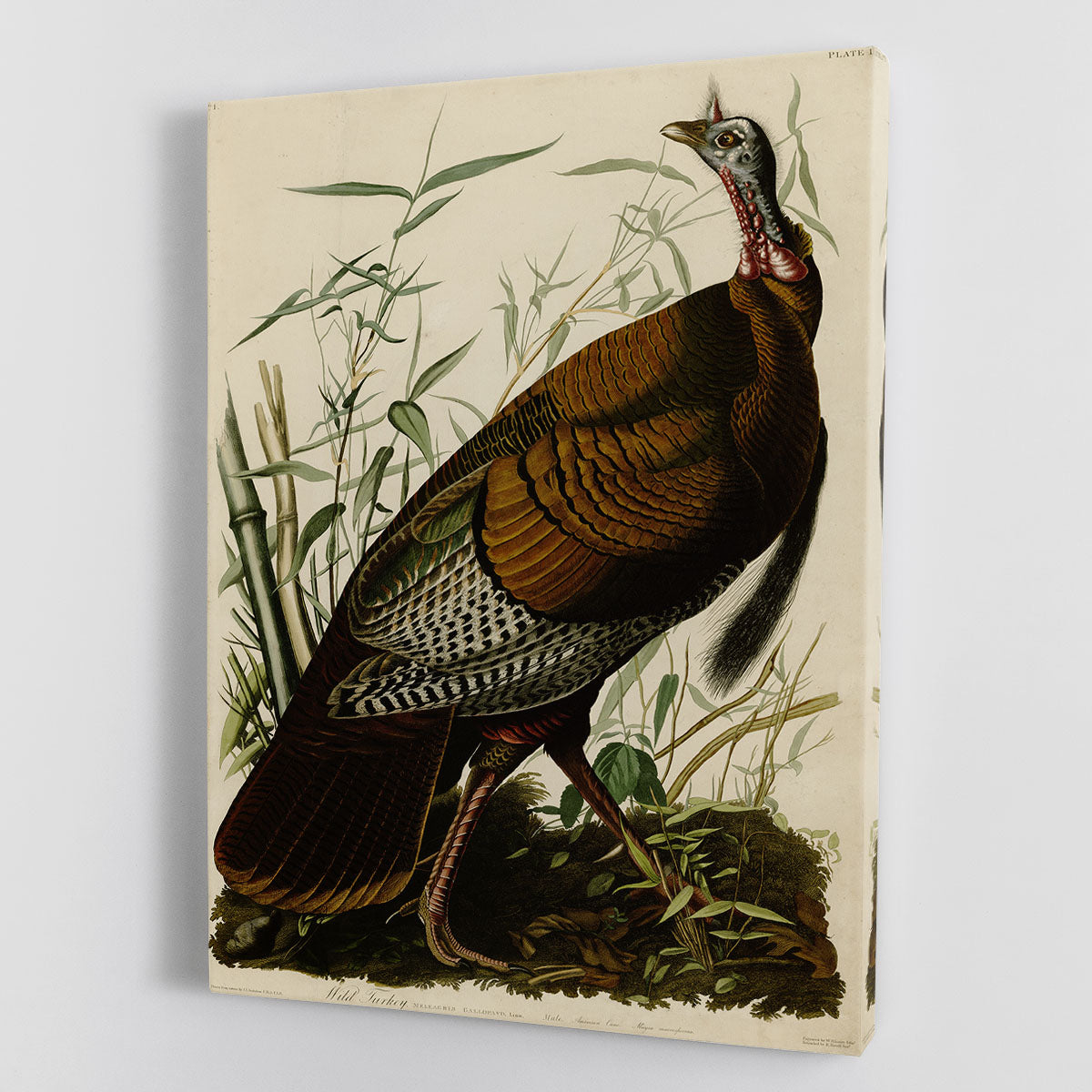 Wild Turkey by Audubon Canvas Print or Poster - Canvas Art Rocks - 1