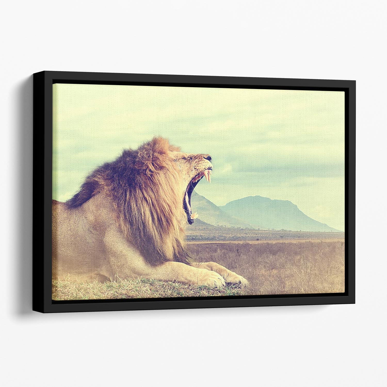 Wild african lion Floating Framed Canvas - Canvas Art Rocks - 1