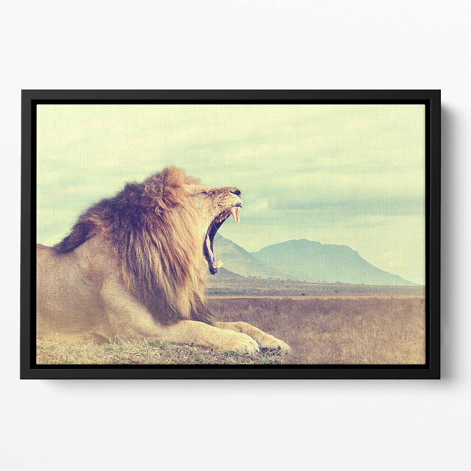 Wild african lion Floating Framed Canvas - Canvas Art Rocks - 2