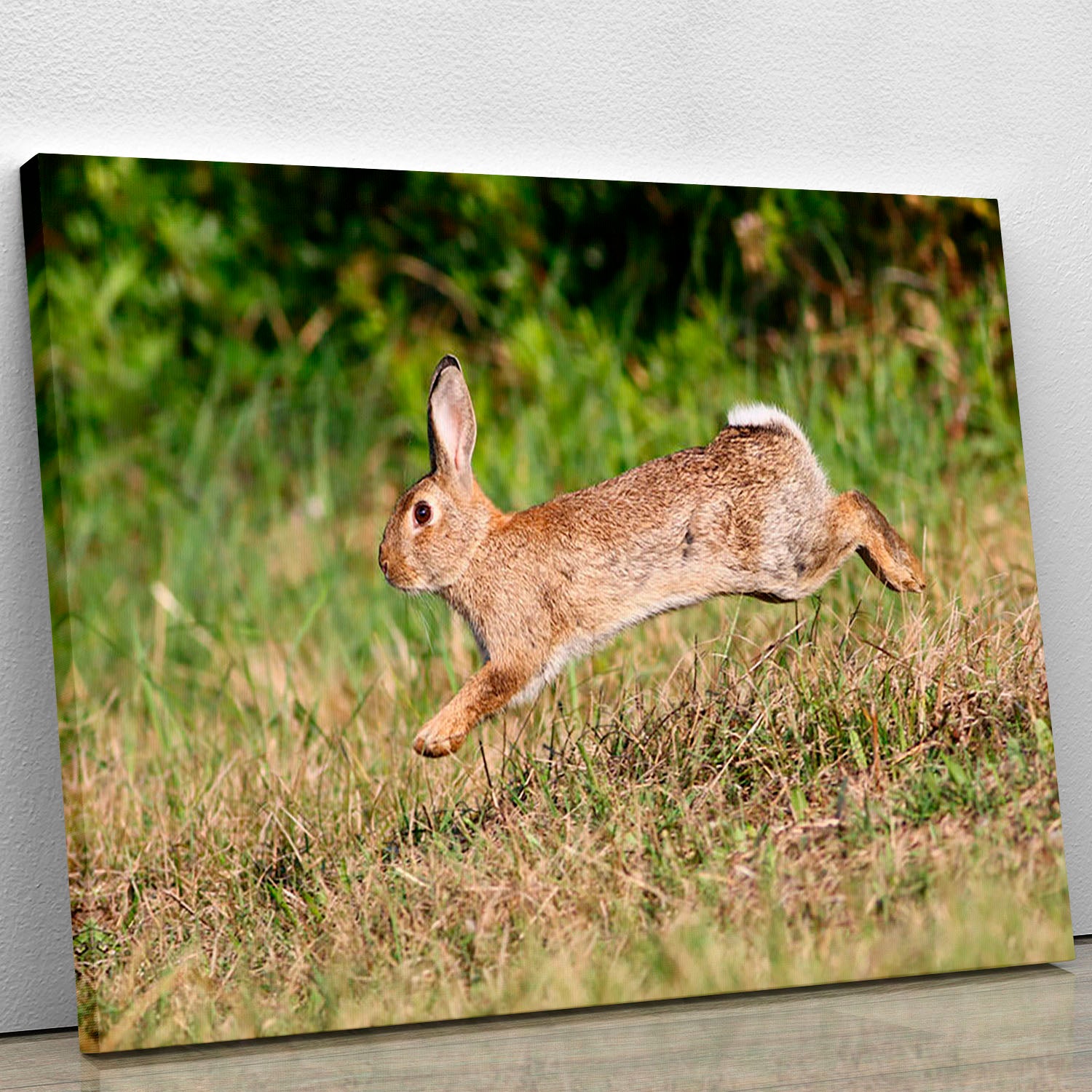 Wild cute rabbit is jumping on meadow Canvas Print or Poster - Canvas Art Rocks - 1