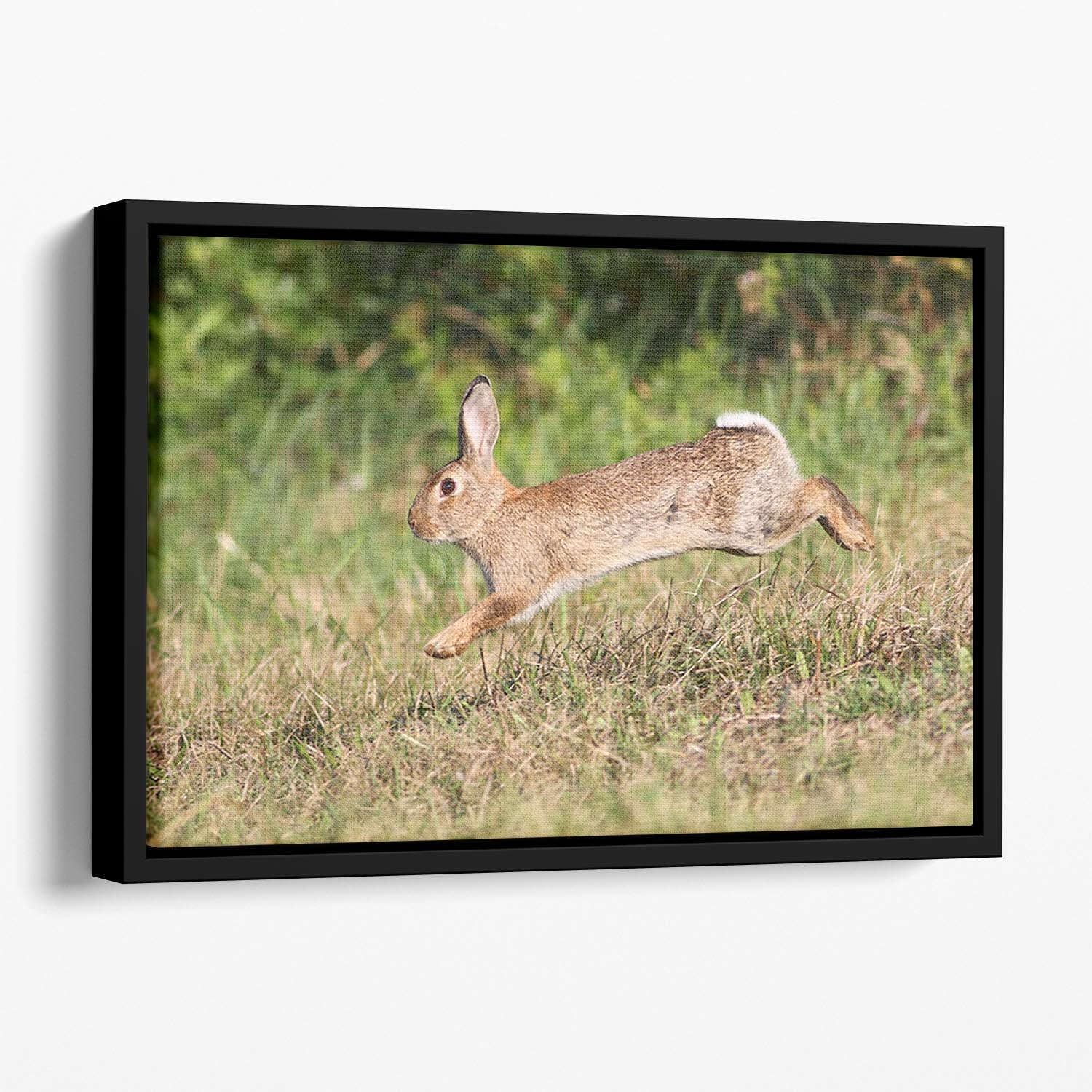 Wild cute rabbit is jumping on meadow Floating Framed Canvas - Canvas Art Rocks - 1