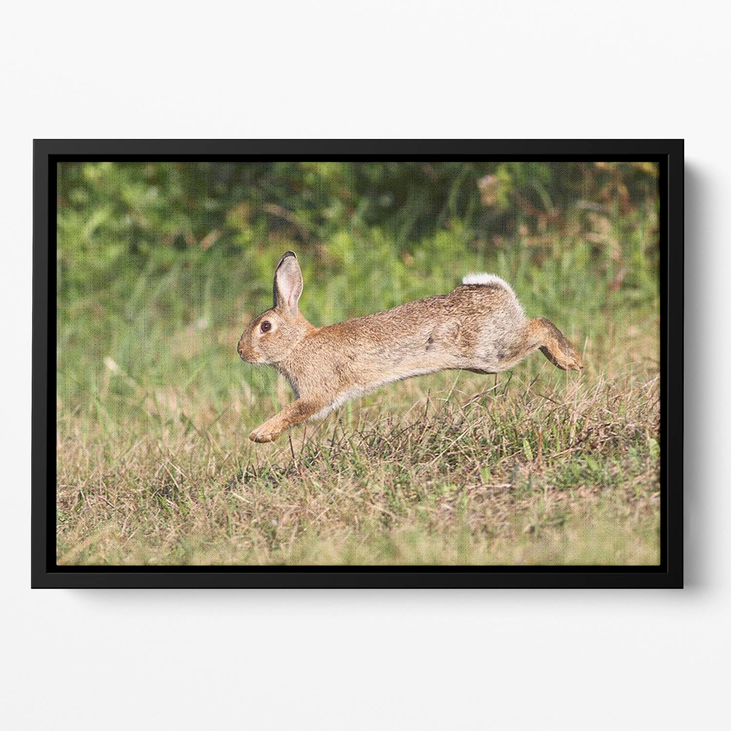 Wild cute rabbit is jumping on meadow Floating Framed Canvas - Canvas Art Rocks - 2