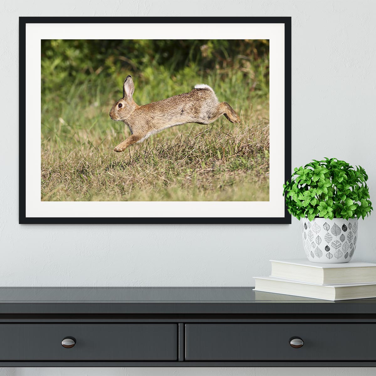 Wild cute rabbit is jumping on meadow Framed Print - Canvas Art Rocks - 1