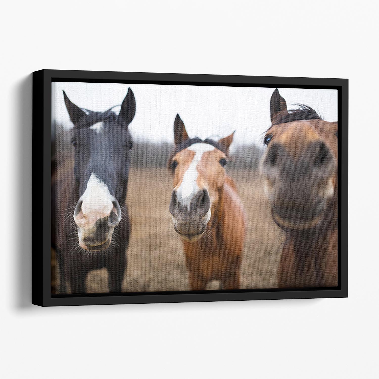 Wild horses on the meadow at spring time Floating Framed Canvas - Canvas Art Rocks - 1