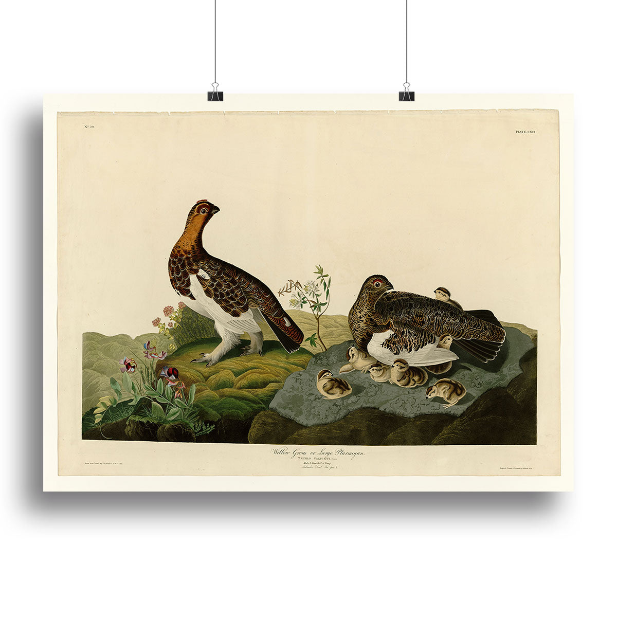 Willow Grouse by Audubon Canvas Print or Poster - Canvas Art Rocks - 2