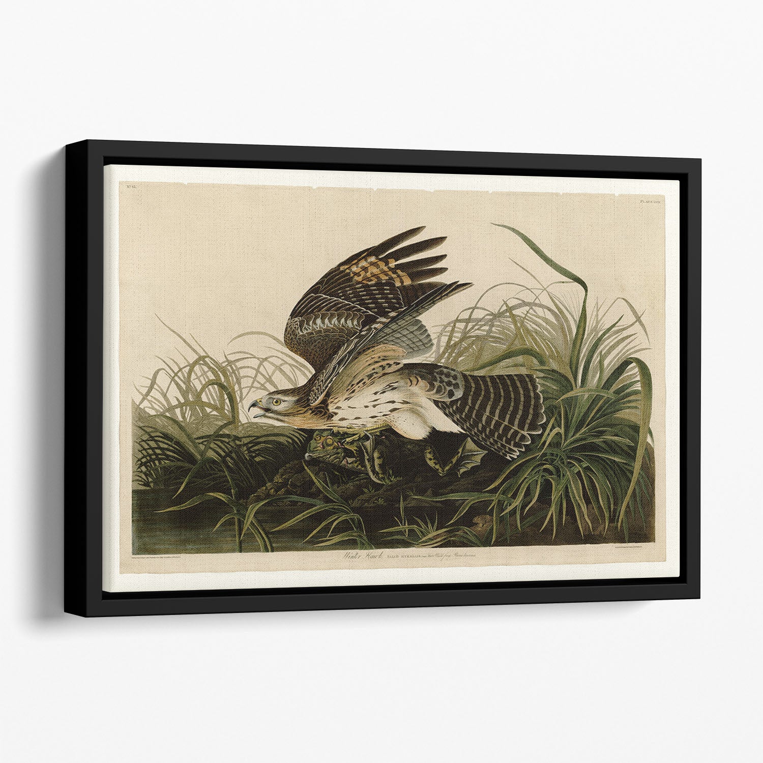 Winter Hawk by Audubon Floating Framed Canvas